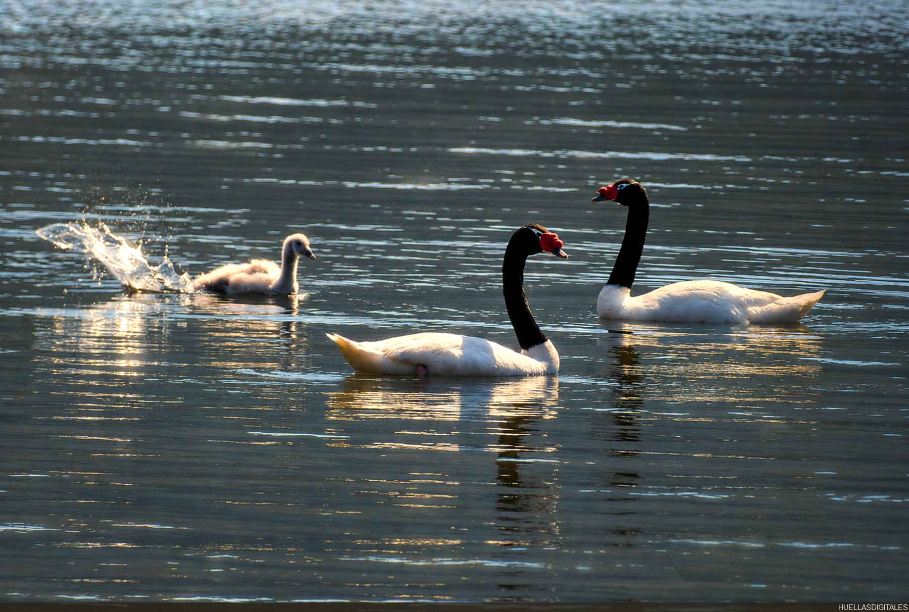 cisnes