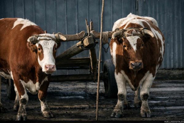 bueyes190FF167A-ACB2-4D9E-C3C5-68D2C37A5C0E.jpg